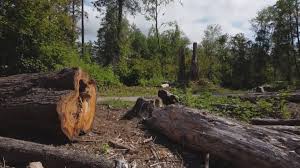 How Our Tree Care Process Works  in  Lauderdale Lakes, WI