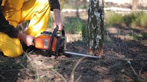 Best Stump Grinding and Removal  in Lauderdale Lakes, WI