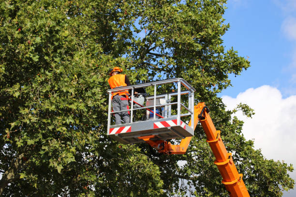 Best Tree Maintenance Programs  in Lauderdale Lakes, WI