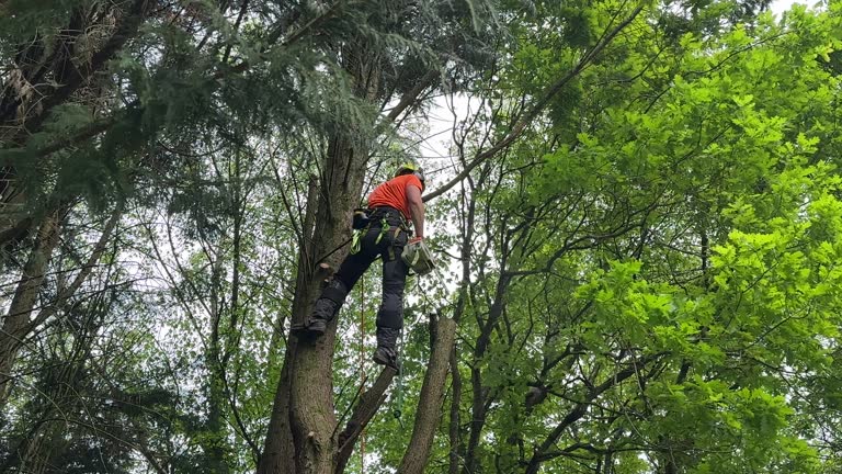  Lauderdale Lakes, WI Tree Services Pros