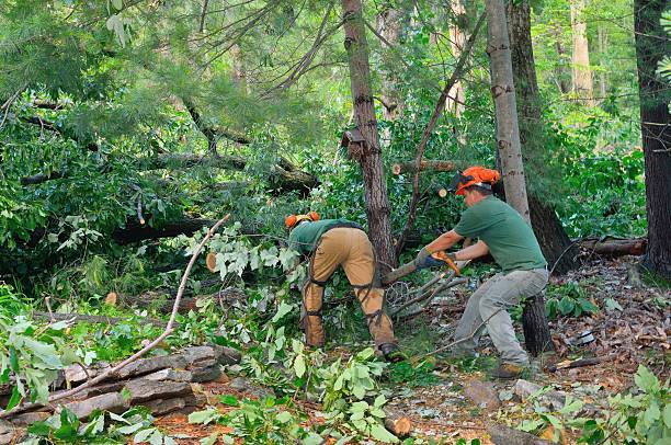 Best Weed Control  in Lauderdale Lakes, WI