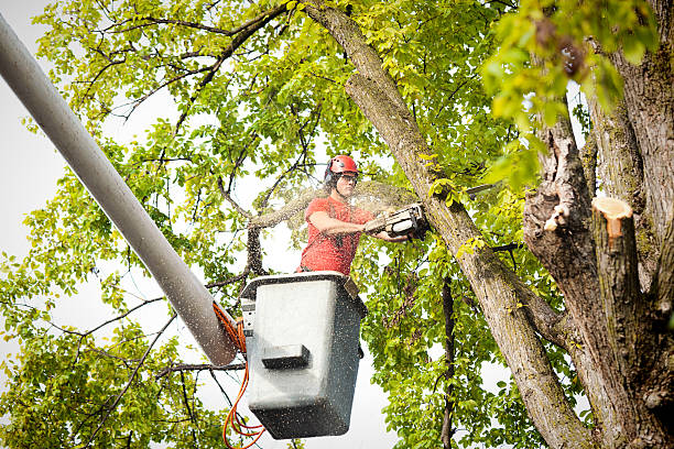 Best Tree Removal  in Lauderdale Lakes, WI